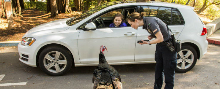 Photo of a parking enforcement officer with a wild turkey