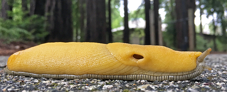 Photo of a banana slug crossing a road